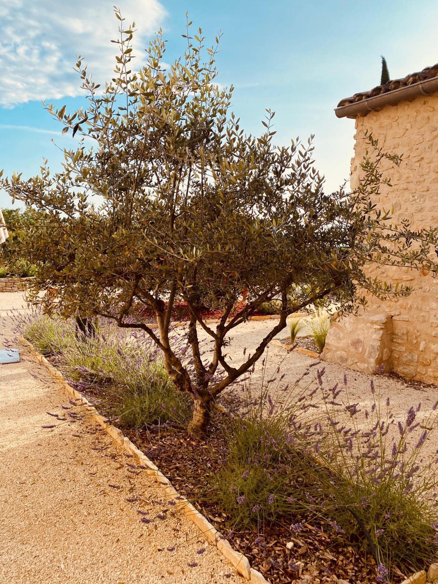 La Bastide Des Oliviers Provence - Mirabel Aux Baronnies Villa Exterior photo